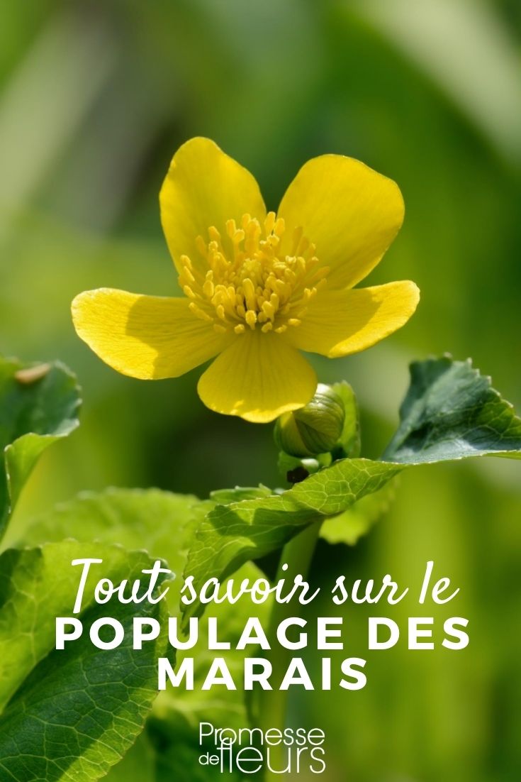 caltha palustris tout savoir