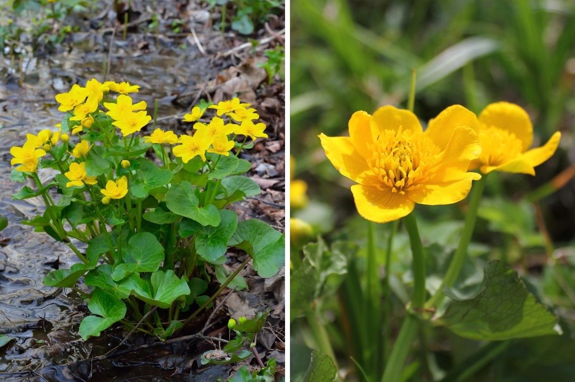 caltha palustris