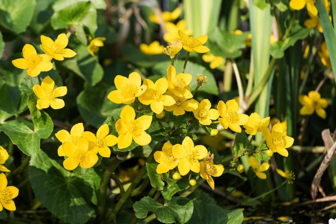 caltha palustris