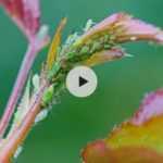 Des pucerons sur mes rosiers : est-ce vraiment grave ?