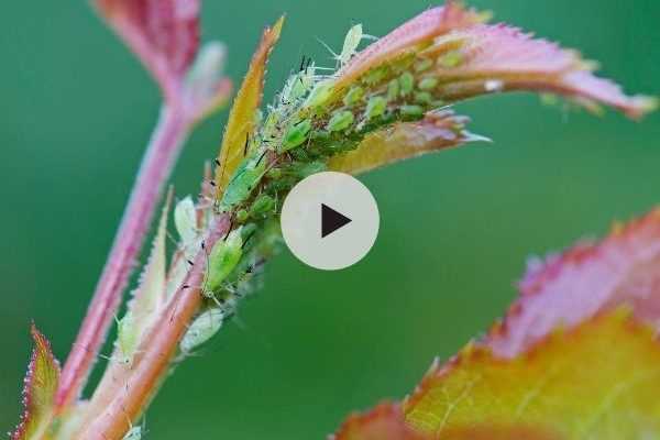 Des pucerons sur mes rosiers : est-ce vraiment grave ?