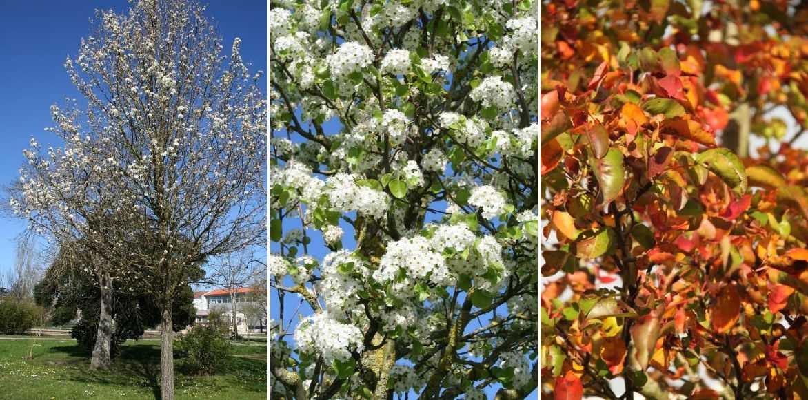 poirier à fleurs