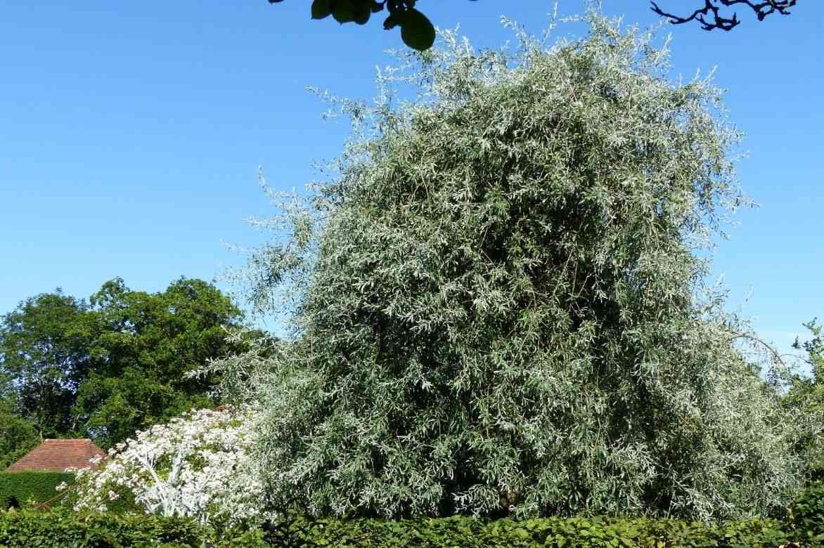 poirier à fleurs