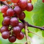 Cultiver un pied de vigne en pot