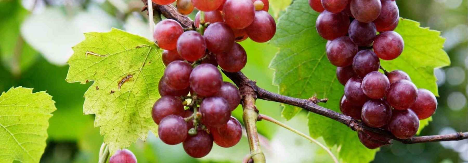 Cultiver un pied de vigne en pot