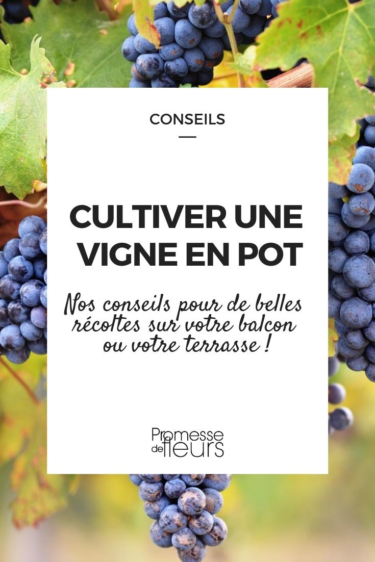 Comment cultiver une vigne en pot : nos conseils