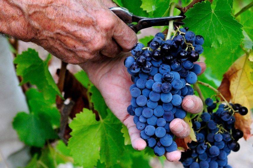 Cultiver une vigne en pot