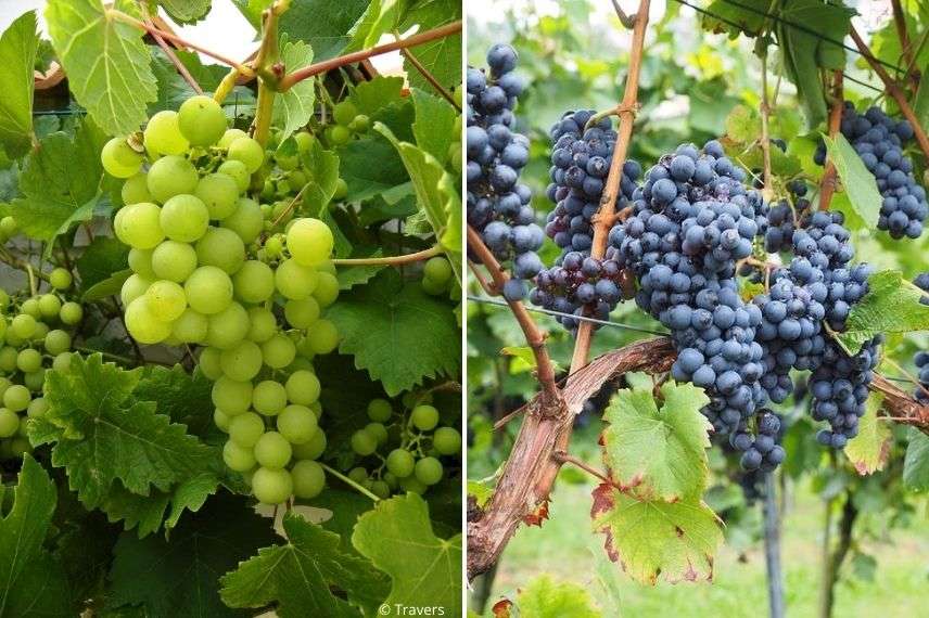 Vigne rustique : variétés ampelia