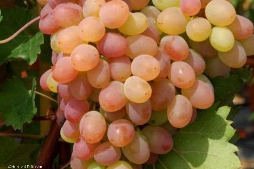 Vigne rustique katharina