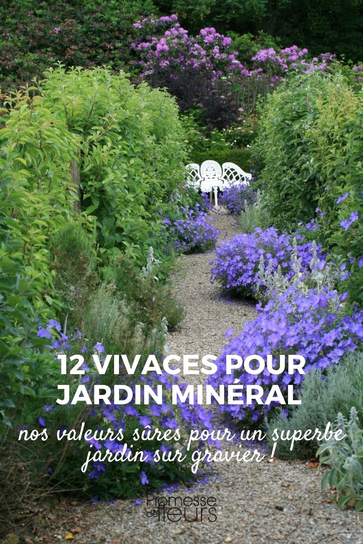 Jardin minéral : 12 vivaces adaptées - Promesse de Fleurs