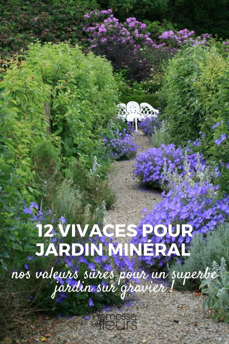 Sélection de vivaces pour jardin sur gravier