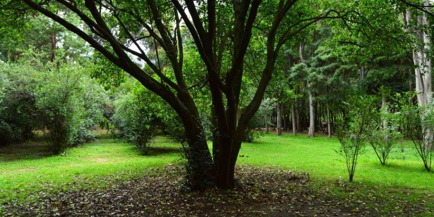 Arbustes, arbres : distances de plantation entre eux