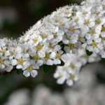 Arbustes à fleurs blanches : les meilleures variétés