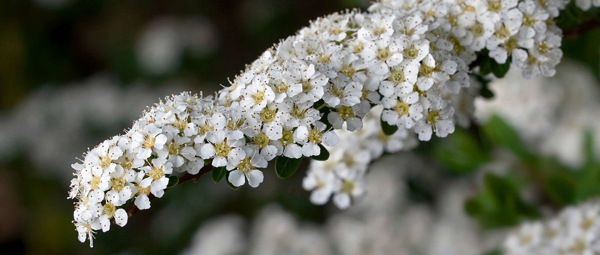 Arbre fleurs blanches
