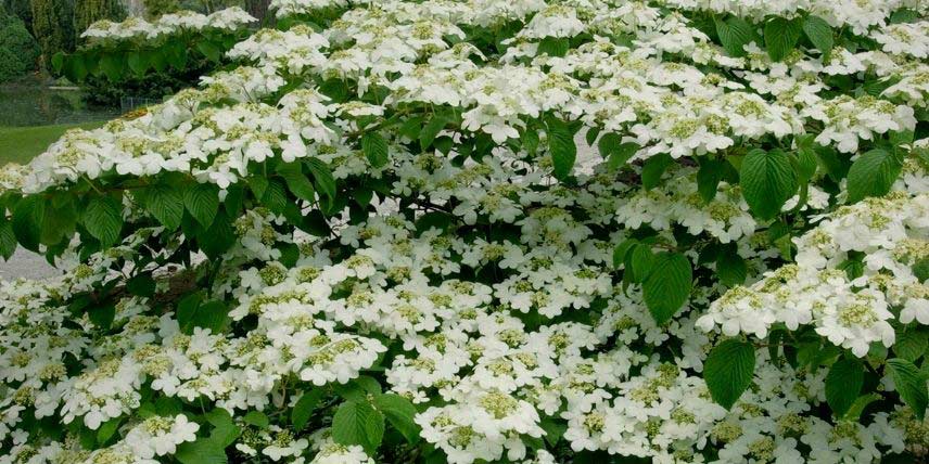 Arbustes à fleurs blanches : notre sélection - Promesse de Fleurs