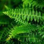 Blechnum : planter, cultiver et entretenir