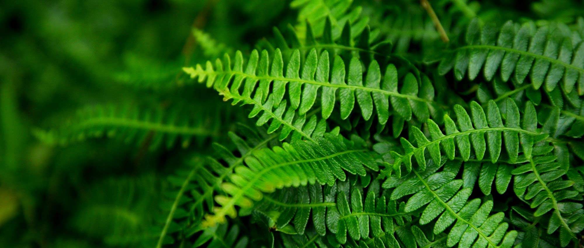 Blechnum : planter, cultiver et entretenir