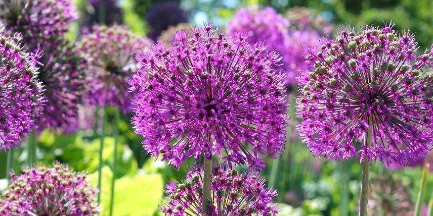 La densité des bulbes : combien en planter dans un massif ?