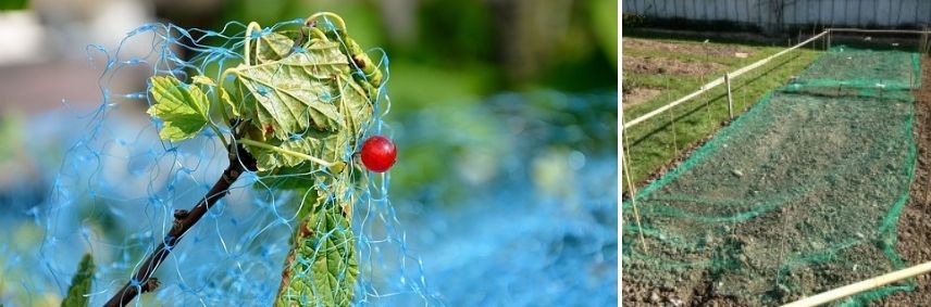 Comment protéger ses cultures des oiseaux ? - Promesse de Fleurs