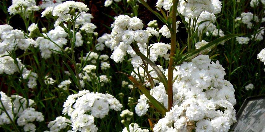 Plantes vivaces à fleurs blanches : notre sélection !