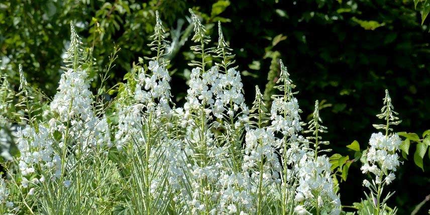 Plantes vivaces à fleurs blanches : notre sélection !