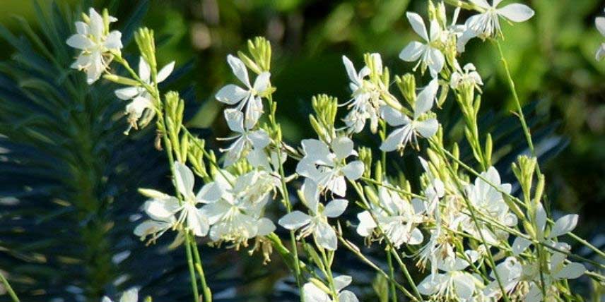 Plantes vivaces à fleurs blanches : notre sélection !