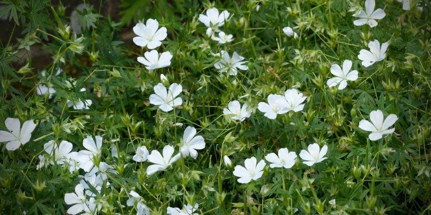 Plantes vivaces à fleurs blanches : notre sélection !