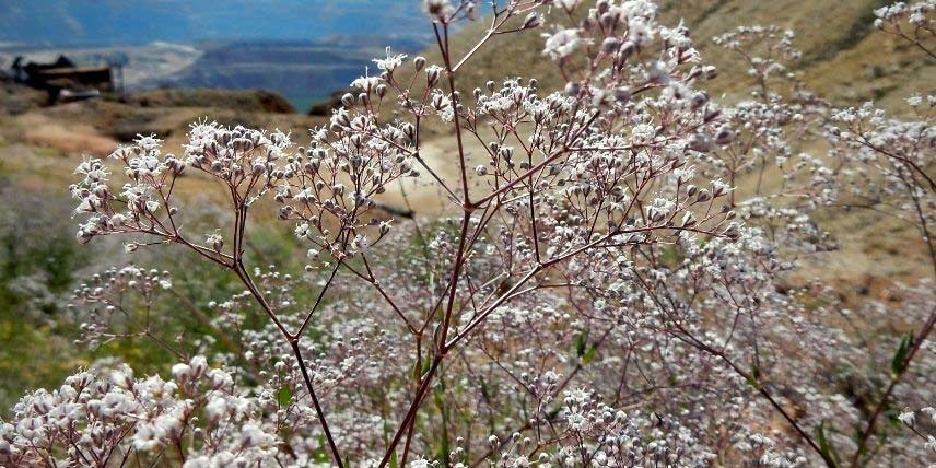 Plantes vivaces à fleurs blanches : notre sélection !