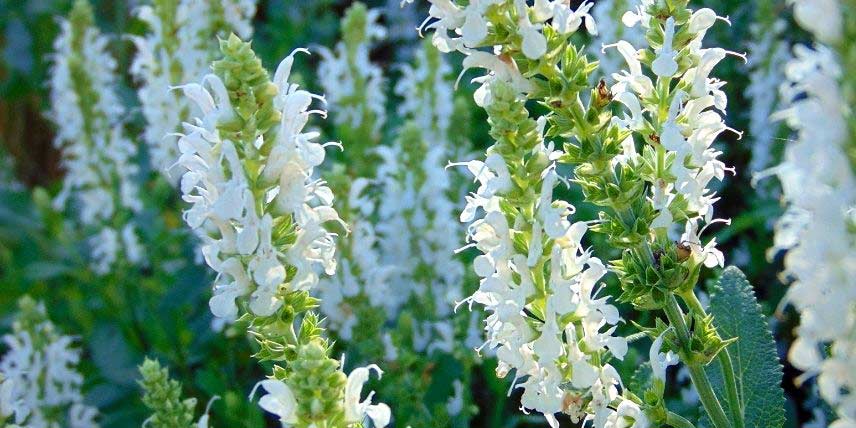 Plantes vivaces à fleurs blanches : notre sélection !