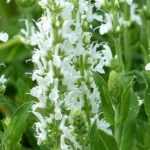 Vivaces à fleurs blanches : les meilleures variétés