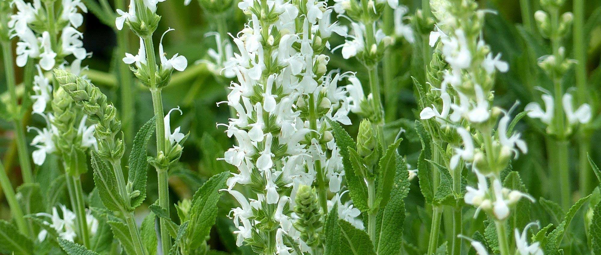 Plantes vivaces à fleurs blanches : notre sélection !