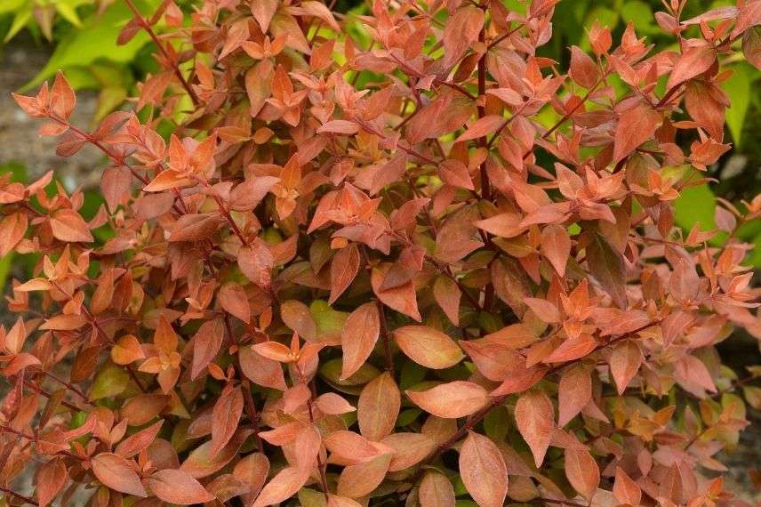 abelia caramel charm