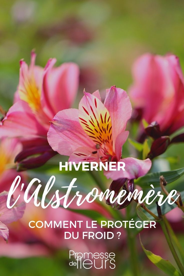 Comment protéger l'alstroemeria du froid en hiver ?