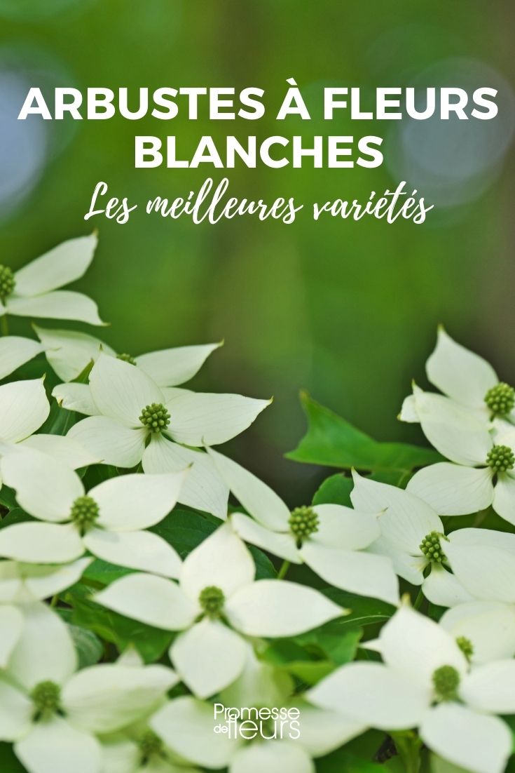 Arbustes à fleurs blanches : notre sélection - Promesse de Fleurs