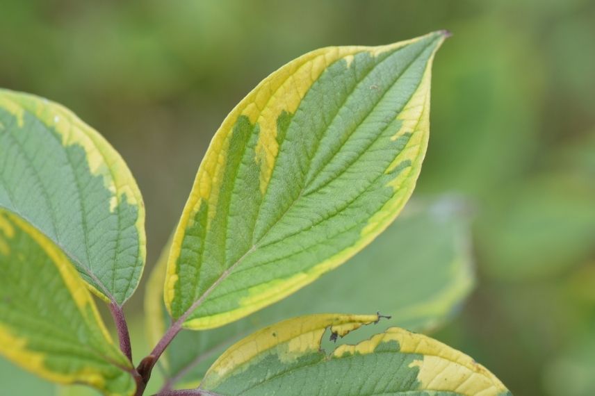 cornus gouchaultii