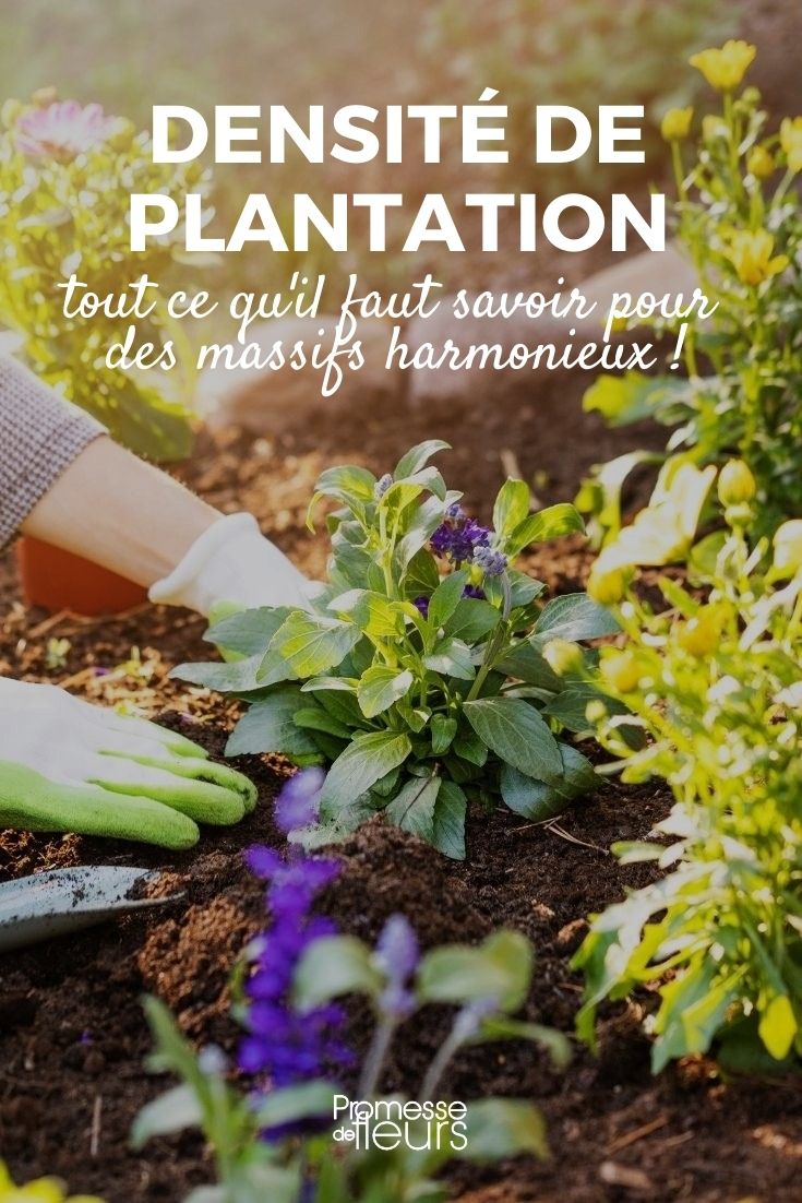 La densité des bulbes : combien en planter dans un massif ?