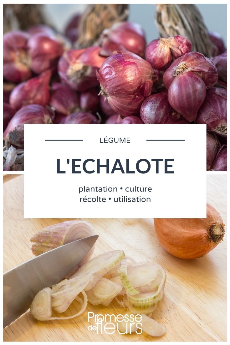 echalote : planter, cultiver, récolter