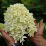 Des fleurs hors-normes et graphiques pour l'Hortensia paniculata 'Skyfall'