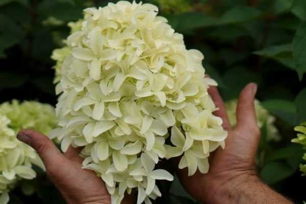 Des fleurs hors-normes et graphiques pour l'Hortensia paniculata 'Skyfall'