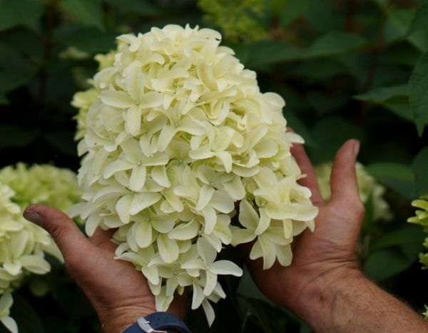 Des fleurs hors-normes et graphiques pour l'Hortensia paniculata 'Skyfall'