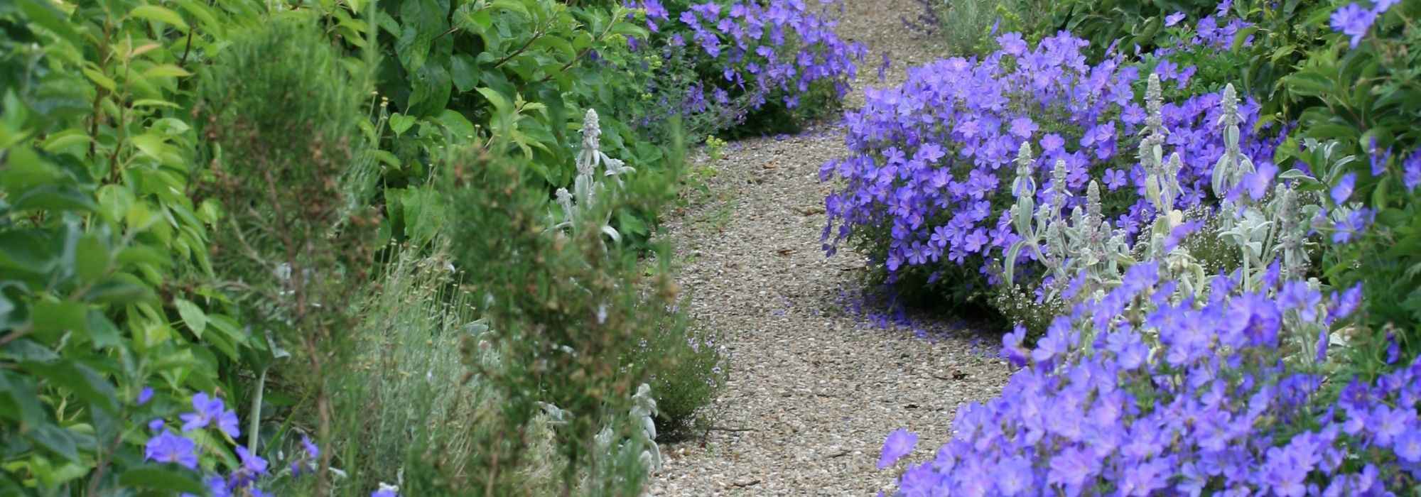 Jardin minéral : 12 vivaces adaptées