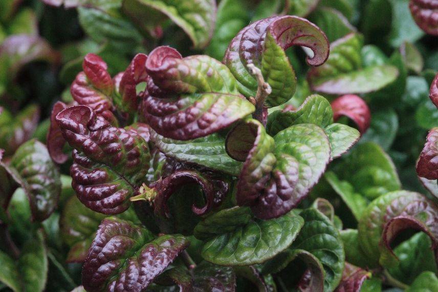 leucothoe curly red