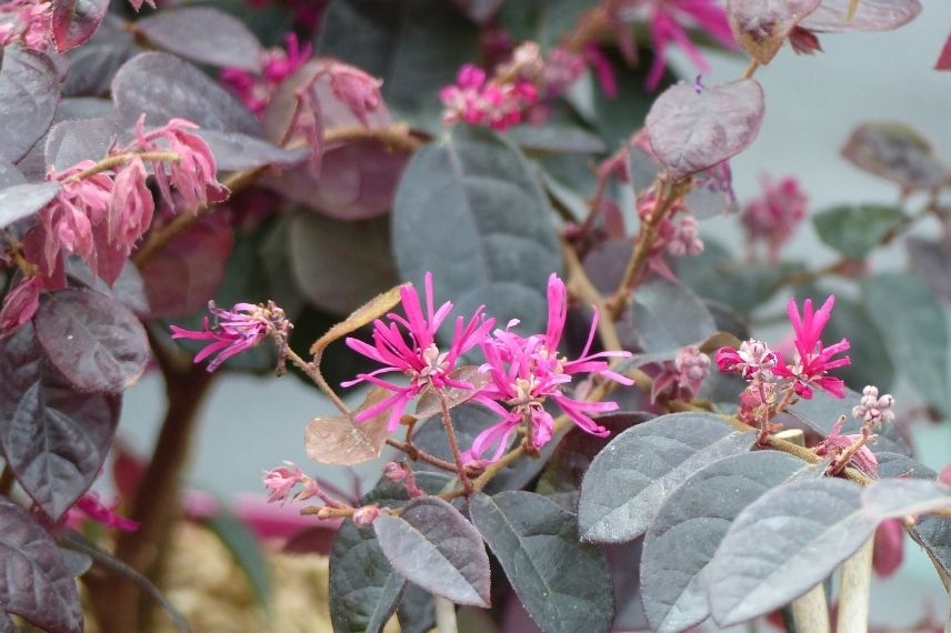 loropetalum pipas red