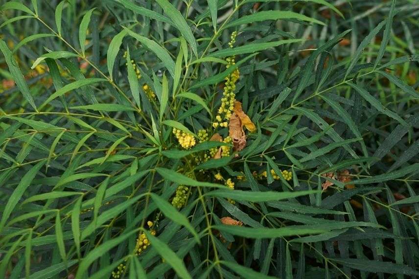 mahonia soft caress