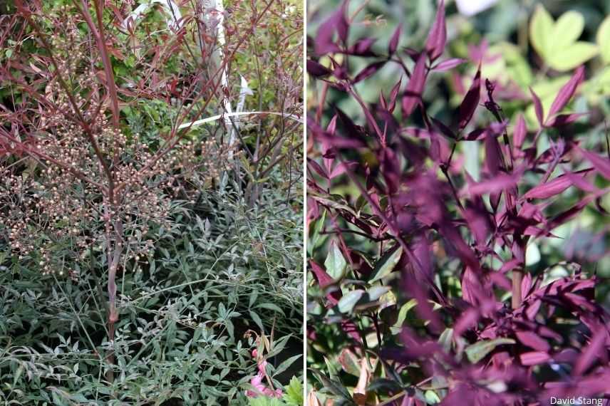 nandina plum passion