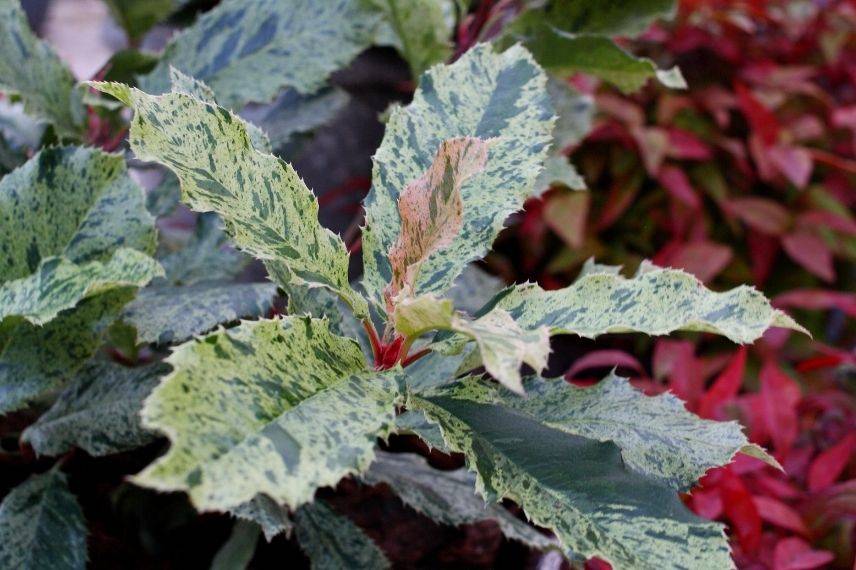 photinia pink crispy