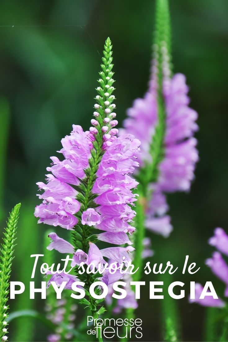 physostegia virginiana-planter, entretenir, cultiver