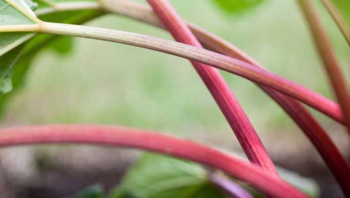 Rhubarbe : planter, cultiver, récolter