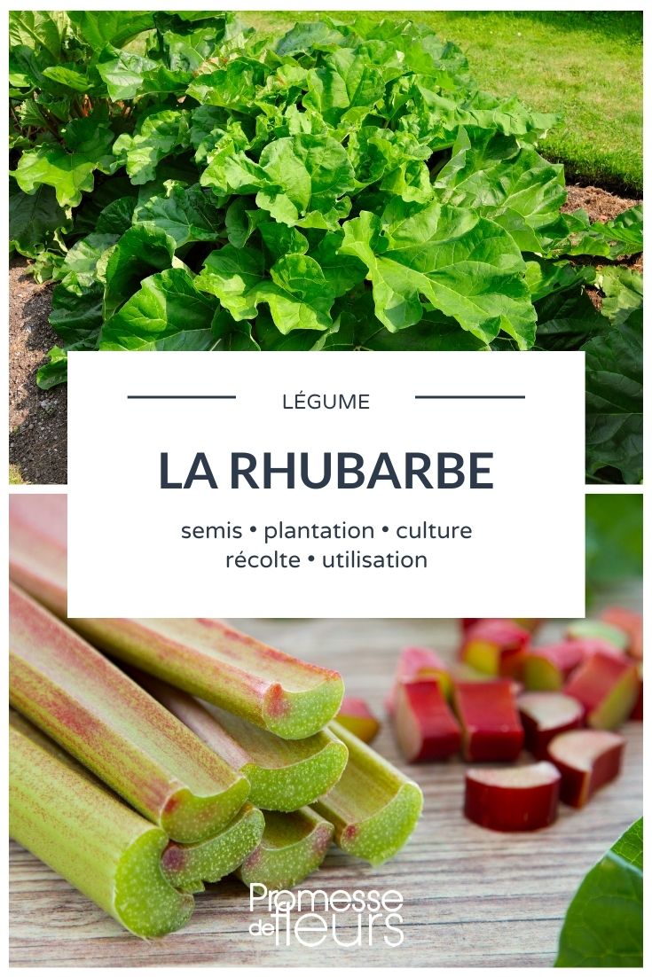 rhubarbe tout savoir