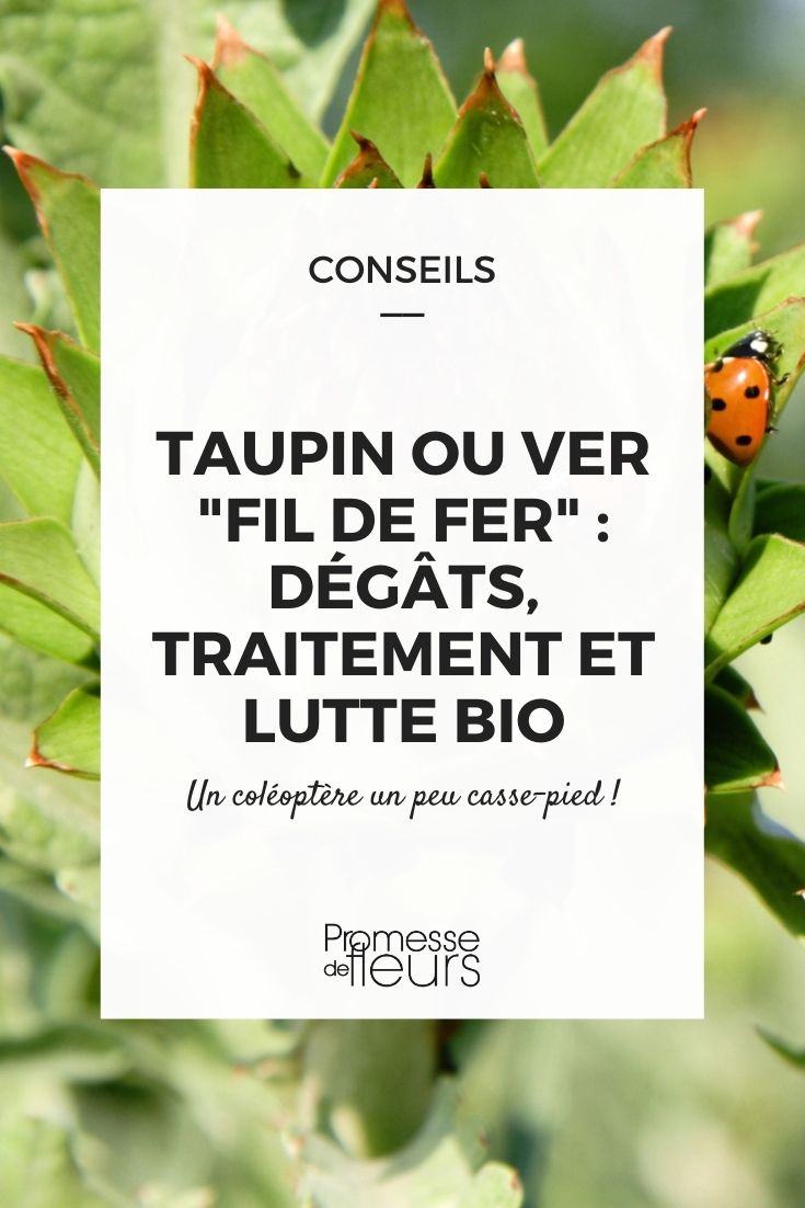 taupin tout savoir